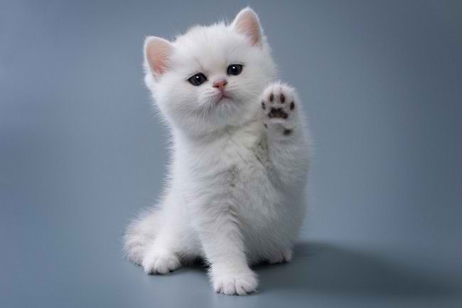 Ini Perilaku Kucing Yang Harus Kita Perhatikan Dan Pahami